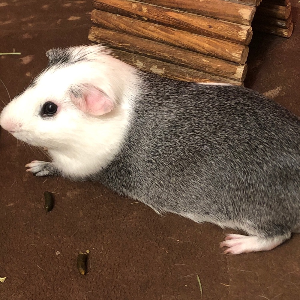 Meet your Posher, Camila